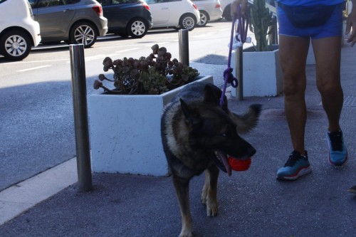 CANE E PALLINA _MG_0458