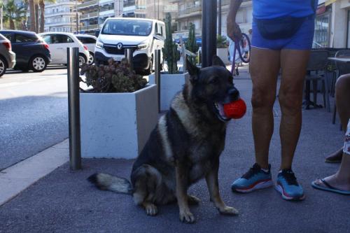 Cane pallina_MG_0459