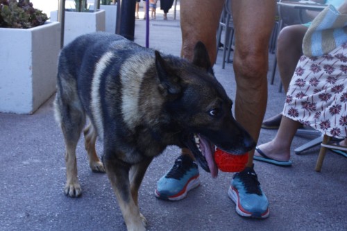 CANE E PALLINA _MG_0464