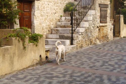 Cane solitario_MG_0604